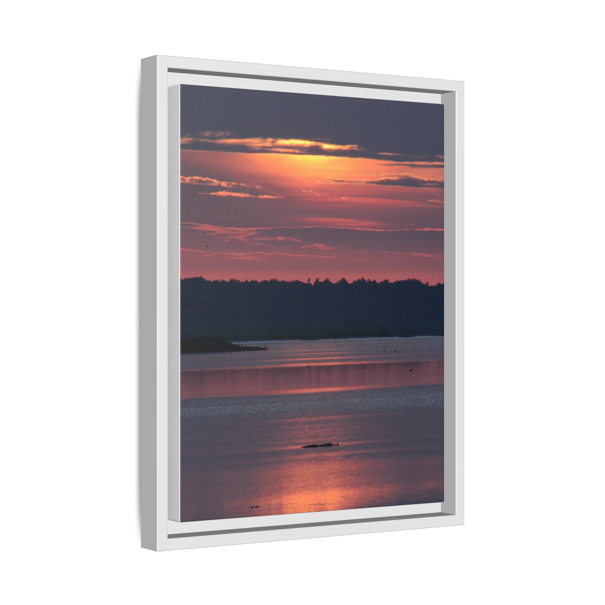 Framed Matte Canvas Sunrise Alligator Florida Wetlands
