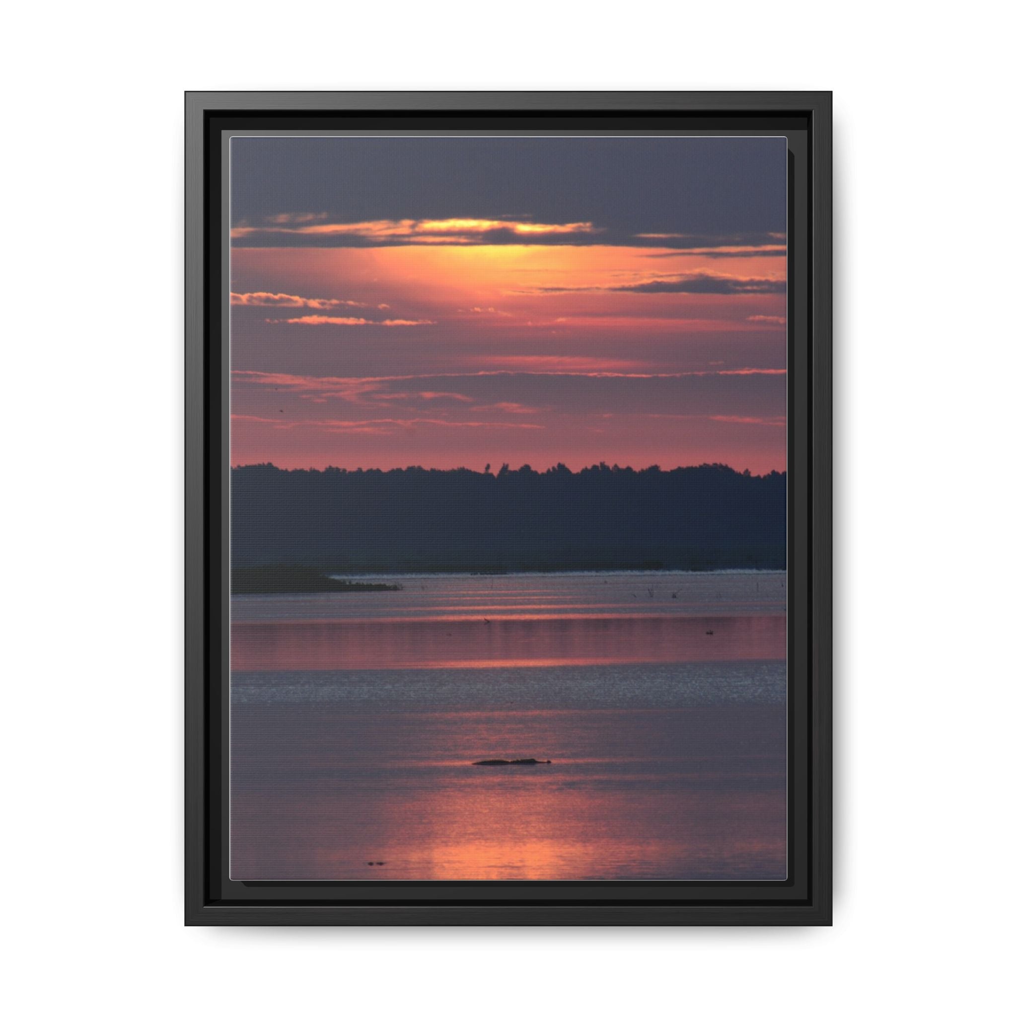 Framed Matte Canvas Sunrise Alligator Florida Wetlands