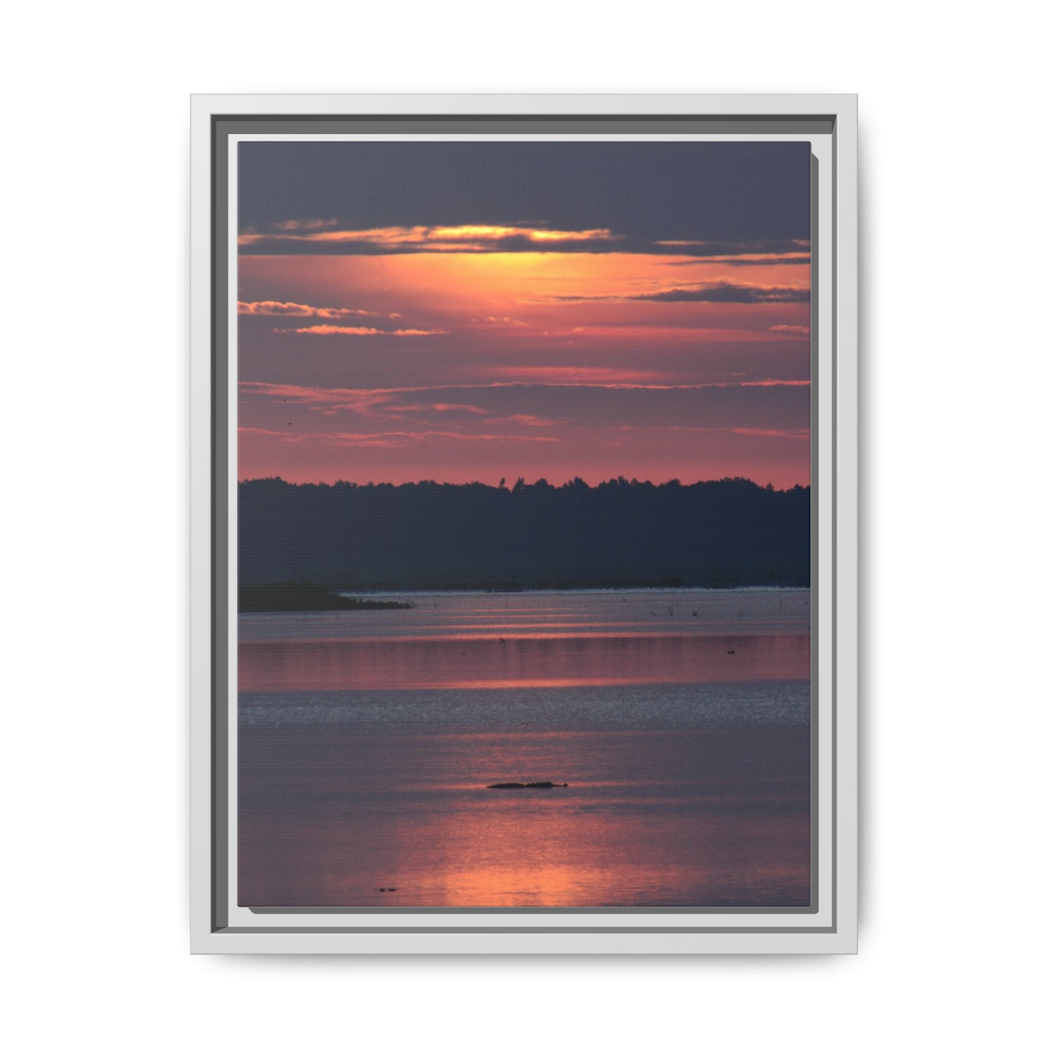 Framed Matte Canvas Sunrise Alligator Florida Wetlands